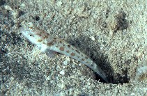 Image of Psilogobius mainlandi (Mainland\