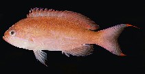 Image of Pseudanthias marcia (Marcia\