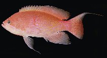 Image of Pseudanthias marcia (Marcia\