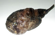 Image of Psychrolutes marmoratus 