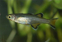 Image of Pseudomugil mellis (Honey blue eye)