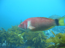 Image of Pseudolabrus miles (Scarlet wrasse)