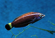 Image of Pseudodax moluccanus (Chiseltooth wrasse)