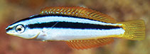 Image of Pseudocoris occidentalis (African torpedo wrasse)