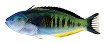 Image of Pseudocoris occidentalis (African torpedo wrasse)