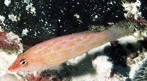 Image of Pseudocheilinus octotaenia (Eight-lined wrasse)