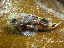 Image of Psychrolutes paradoxus (Tadpole sculpin)