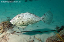 Image of Pseudomonacanthus peroni (Pot-bellied leatherjacket)