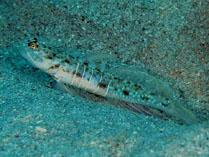 Image of Psilogobius prolatus (Longjaw shrimpgoby)