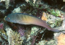 Image of Ogilbyina queenslandiae (Queensland dottyback)