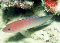 Image of Ogilbyina queenslandiae (Queensland dottyback)