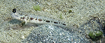 Image of Psilogobius randalli 