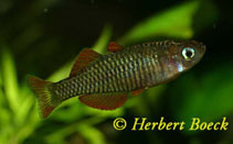 Image of Pseudomugil reticulatus (Vogelkop blue-eye)