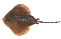 Image of Psammobatis rutrum (Spade sand skate)