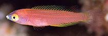 Image of Pseudojuloides severnsi (Severns\