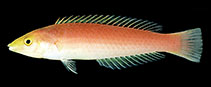 Image of Pseudojuloides splendens (Splendid pencil wrasse)