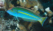 Image of Pseudojuloides splendens (Splendid pencil wrasse)