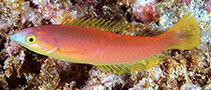 Image of Pseudojuloides splendens (Splendid pencil wrasse)