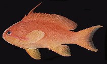 Image of Pseudanthias squamipinnis (Sea goldie)