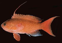 Image of Pseudanthias squamipinnis (Sea goldie)