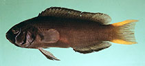 Image of Pseudochromis steenei (Lyretail dottyback)