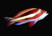 Image of Pseudanthias townsendi (Townsend\