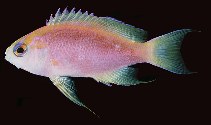 Image of Pseudanthias ventralis (Longfin anthias)