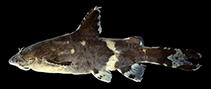 Image of Pseudolaguvia viriosa 