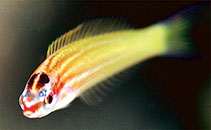 Image of Pseudocoris yamashiroi (Redspot wrasse)