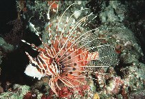 Image of Pterois antennata (Broadbarred firefish)