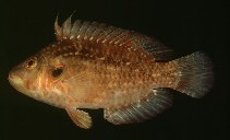 Image of Pteragogus enneacanthus (Cockerel wrasse)