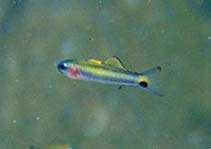 Image of Ptereleotris evides (Blackfin dartfish)