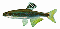 Image of Pteronotropis hypselopterus (Sailfin shiner)