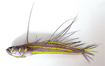 Image of Pteropsaron indicum (Indian signalfish)