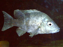 Image of Ptychochromis inornatus 