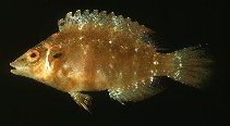 Image of Pteragogus variabilis 