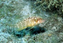 Image of Pteragogus pelycus (Sideburn wrasse)