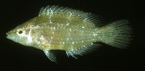 Image of Pteragogus pelycus (Sideburn wrasse)