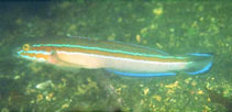 Image of Pterogobius virgo 