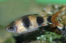 Image of Dawkinsia arulius (Arulius barb)