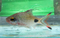 Image of Dawkinsia filamentosa (Blackspot barb)