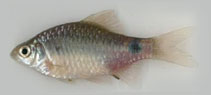 Image of Pethia punctata 