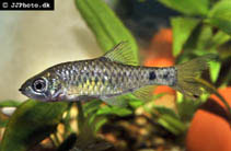 Image of Pethia shalynius (Shalyni barb)