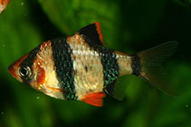 Image of Puntigrus tetrazona (Sumatra barb)