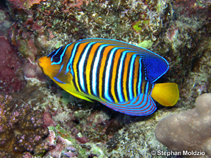 Image of Pygoplites diacanthus (Regal angelfish)