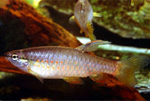 Image of Pyrrhulina filamentosa 