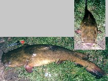 Image of Pylodictis olivaris (Flathead catfish)