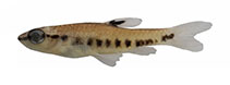 Image of Pyrrhulina punctata 
