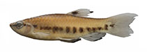 Image of Pyrrhulina punctata 