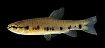 Image of Pyrrhulina punctata 